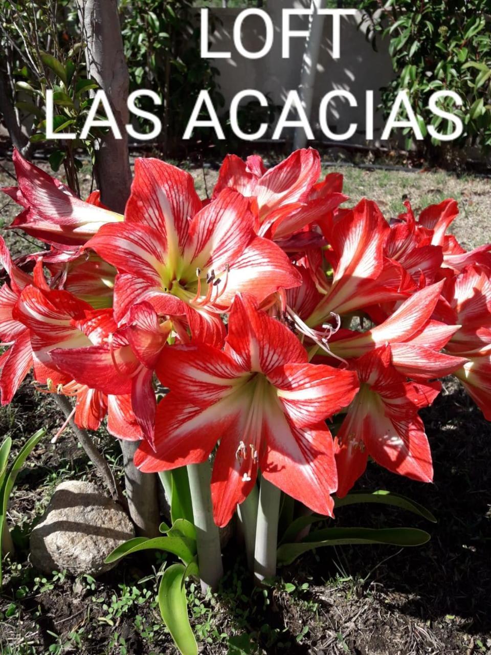 Loft Las Acacias Potrero de los Funes Bagian luar foto